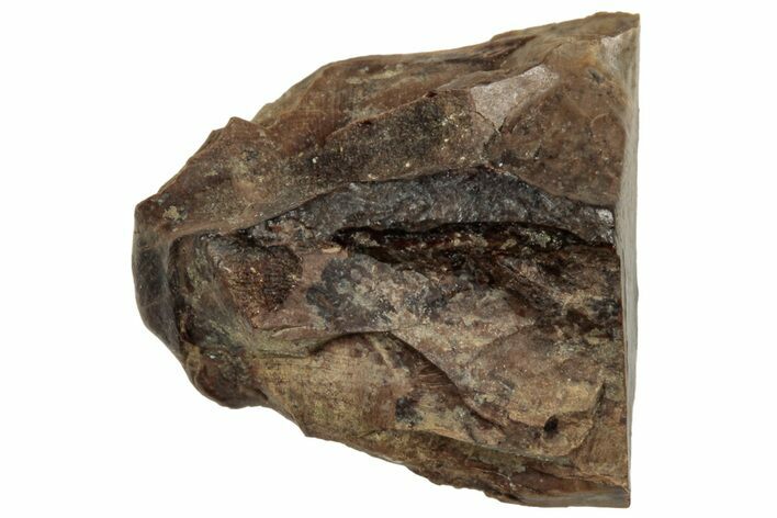 Fossil Dinosaur (Triceratops) Shed Tooth - Montana #319990